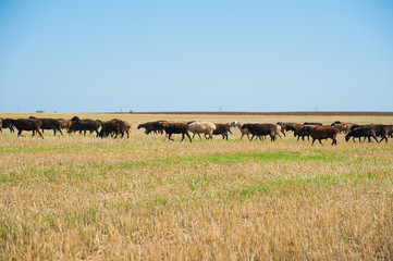 Fototapeta na wymiar Flock of sheep on the meadow