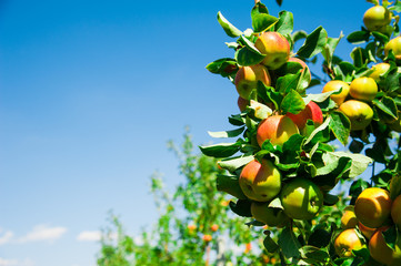 Apples grows on a branch among the green foliage