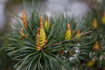 Flowering pine buds