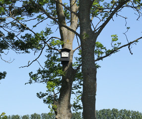 a bat box at a tree in a little forest and a blue sky in the background in the dutch countryside in springtime
