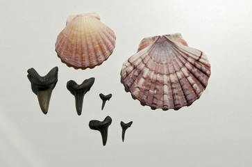 two scallops and fossil shark teeth at a white background