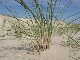 a clump of beach grass closeup in the white sand of the dunes at the dutch coast along the westerschelde sea and a blue sky