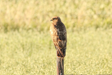 a brown buzzard at a pole in front of a meadow in the dutch countryside in springtime