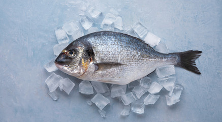 chilled raw Dorado fish on ice on a blue background