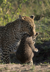 Fototapeta premium Leopard Bahati with her cub, Masai Mara