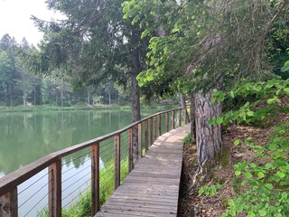 wooden bridge in the forest