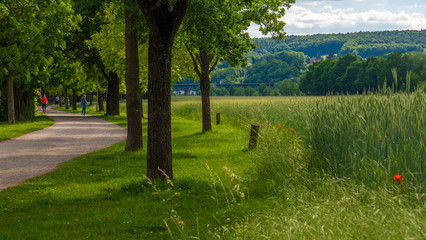 Ein Spaziergang im Park entlang von Feldern im Sommer