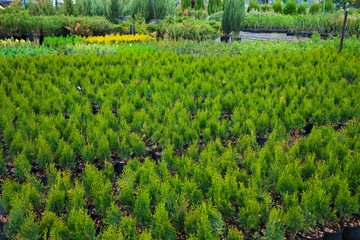 Saplings coniferous trees in pots in plant nursery