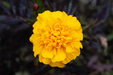 yellow flower of marigold in the garden