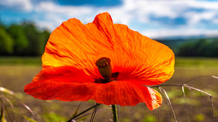 Nahaufnahme einer Mohnblume bei Sonnenschein