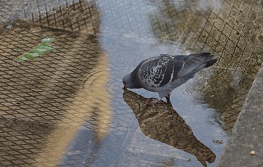 Ptak  pijacy wode z  sadzawki.