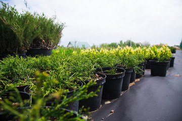 Obraz premium Saplings coniferous trees in pots in plant nursery