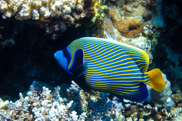 Fototapeta na wymiar Emperor angelfish (Pomacanthus imperator) in Red Sea, Egypt. Beautiful tropical fish with colorful diagonal stripes in a coral reef in a natural habitat. Close-up, side view.