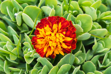 red and yellow flower of marigold in the garden