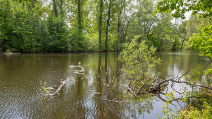 spring floods, spilled forest lake