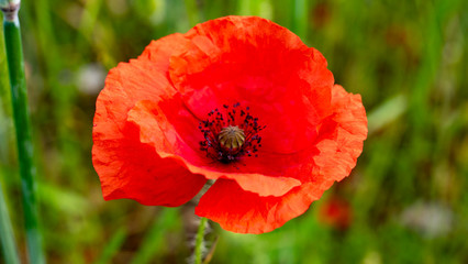 Prachtvolle Nahaufnahme einer roten Mohnblüte