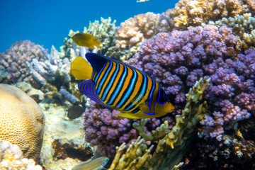 Royal Angelfish (Regal Angel Fish) over a coral reef, Red Sea, Egypt. Tropical colorful orange, white and blue striped fish with yellow fins,  in blue ocean water. Side view, close up.