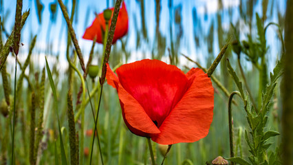 Nahaufnahme vereinzelnder Mohnblumen inzwischen von Roggen bei blauem Himmel