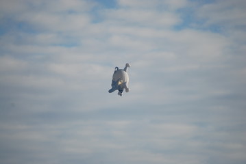 elephant hot air balloon in flight