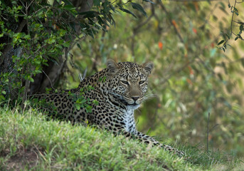 Leopard sitting in the shade of  bushes, Masai Mara.