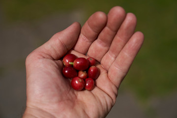 eight fresh red coffee beans in the palm of a hand