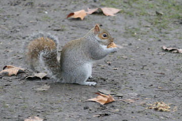 Cute fluffy squirrel sitting on the ground in a park in autumn holding or eating a nut or walnut