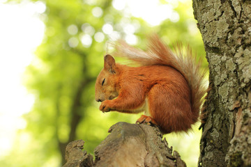 Sciurus. Rodent. The squirrel sits on a tree and eats. Beautiful red squirrel in the park