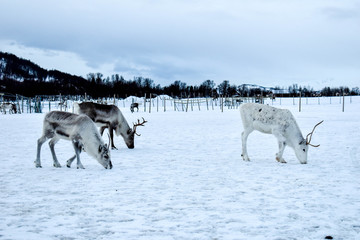 Beautiful wild reindeer in traditional Sami camp in northern Norway, Tromso