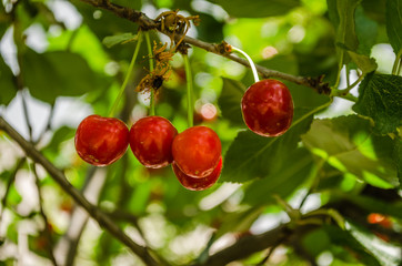 Red ripe cherries in the treetops 