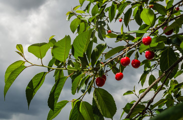 Red ripe cherries in the treetops 