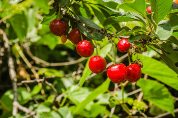 Obraz premium Red ripe cherries in the treetops 