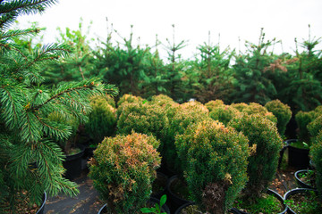 Saplings coniferous trees in pots in plant nursery