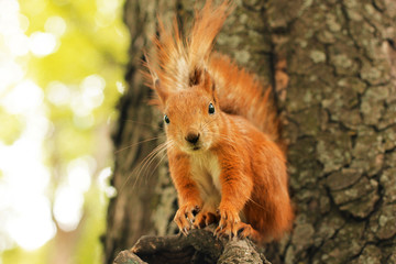 Sciurus. Rodent. Squirrel on a tree. Beautiful red squirrel in the park © Stasiuk