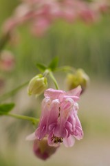 Pink flower of Aquilegia vulgaris on a blurred background of green grass and pink lupins