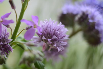 Purple allium close-up on a blurry background of phacelia and other wildflowers and herbs