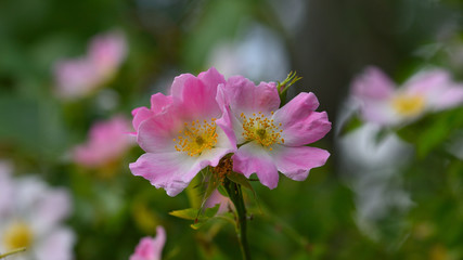 Wild rose flower