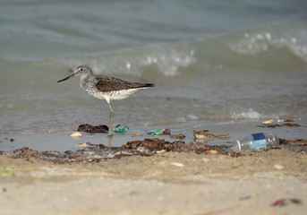 Redshank and garbage dump at Busiateen coast, Bahrain