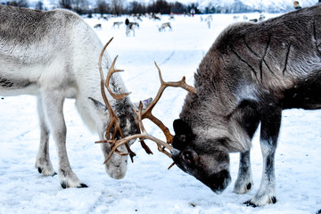 Beautiful wild reindeer in traditional Sami camp in northern Norway, Tromso
