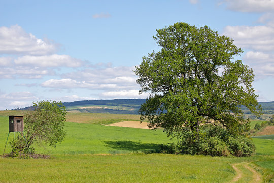 Eine kr&auml;ftige Eiche in der Kulturlandschaft des Weinviertels, Nieder&ouml;sterreich