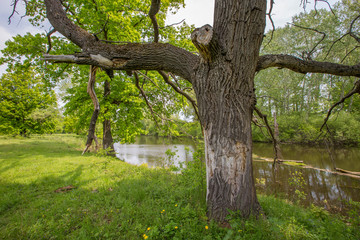spring floods, spilled forest lake