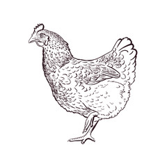 Fototapeta na wymiar Hen. Chicken farm premium quality isolated on white background. Fresh eggs logo. Premium element design packaging. Monochrome Illustration Vector Sketch hand drawn. Graphics. Black and white