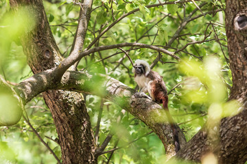 Saguinus oedipus - Tamarin Pinscher - a little cute monkey