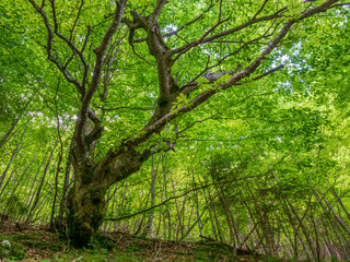 Fototapeta premium Green Bavarian Forest landscape during summer time in real untouched nature