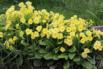 spring yellow primrose flowers in the garden