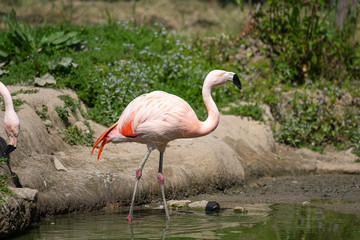 Flamingo in the pond