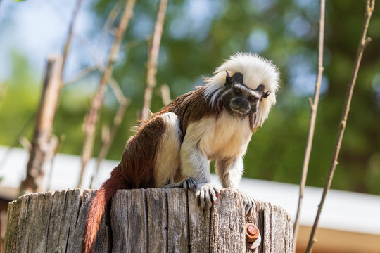 Saguinus oedipus - Tamarin Pinscher - a little cute monkey