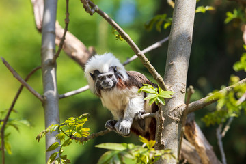Saguinus oedipus - Tamarin Pinscher - a little cute monkey