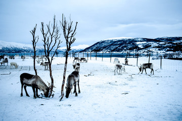 Beautiful wild reindeer in traditional Sami camp in northern Norway, Tromso