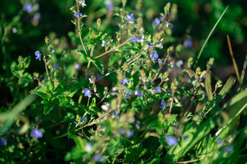 green grass in the morning