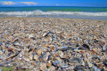 Seashore covered with shells.